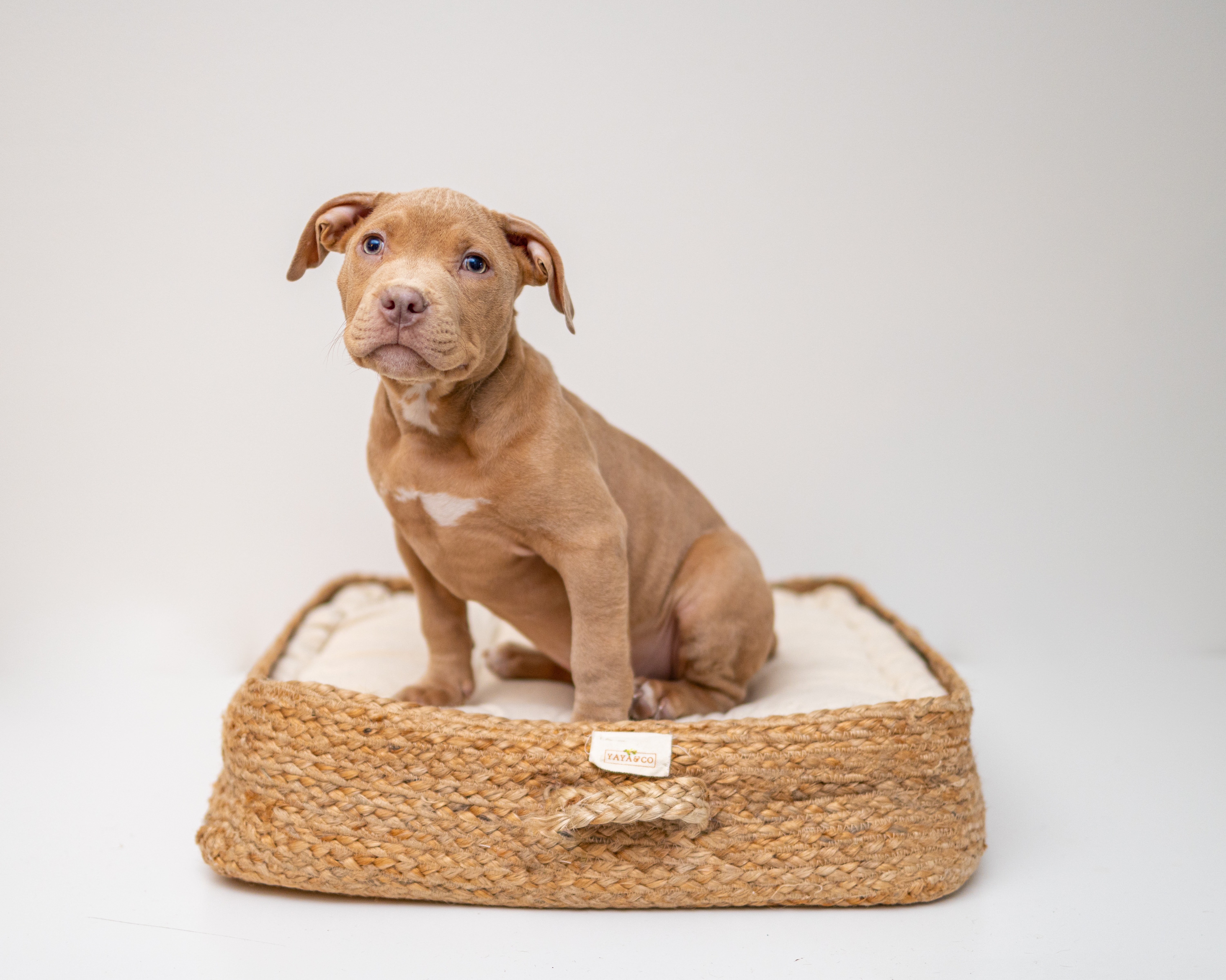 Dog Names That Mean New Beginnings | Nameberry