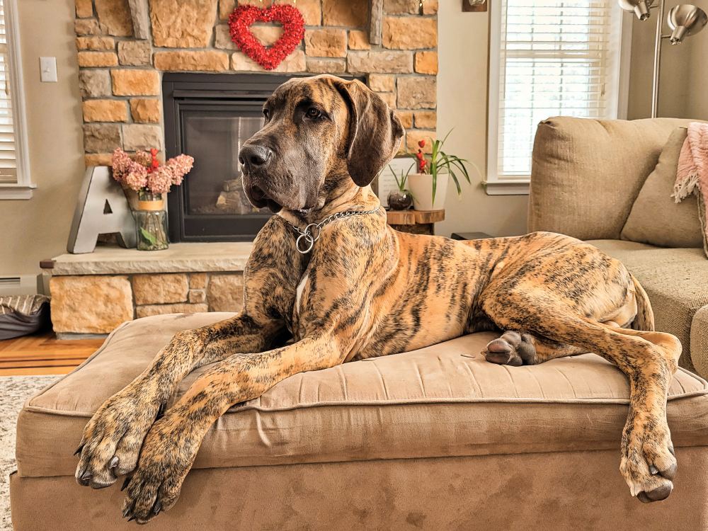 Best female best sale great dane names