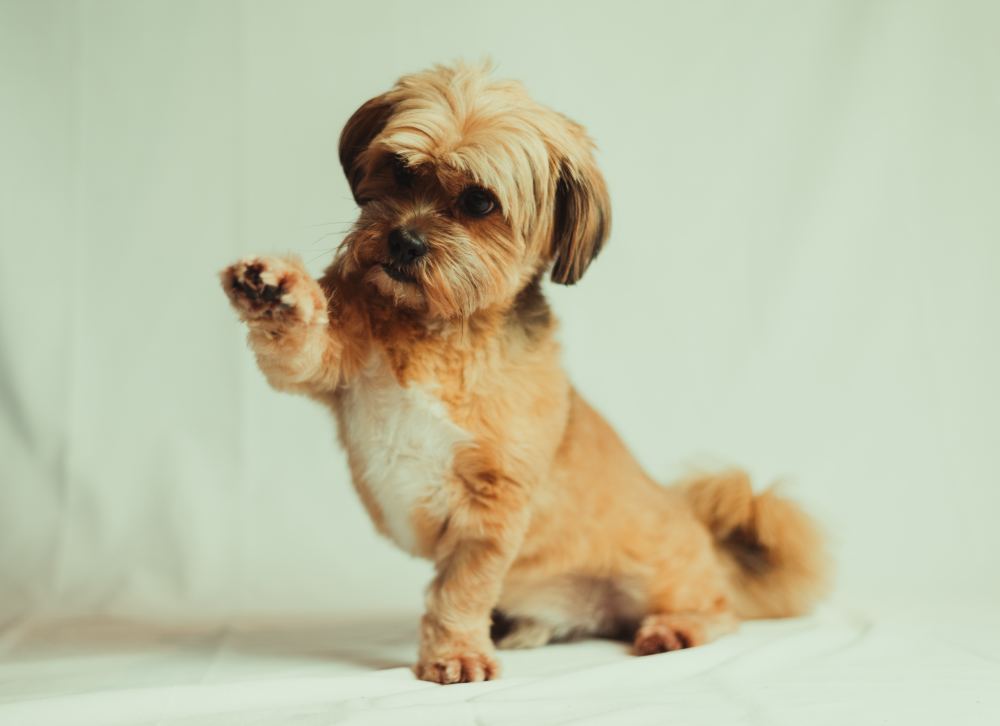 Dog Names That Start With R | Nameberry