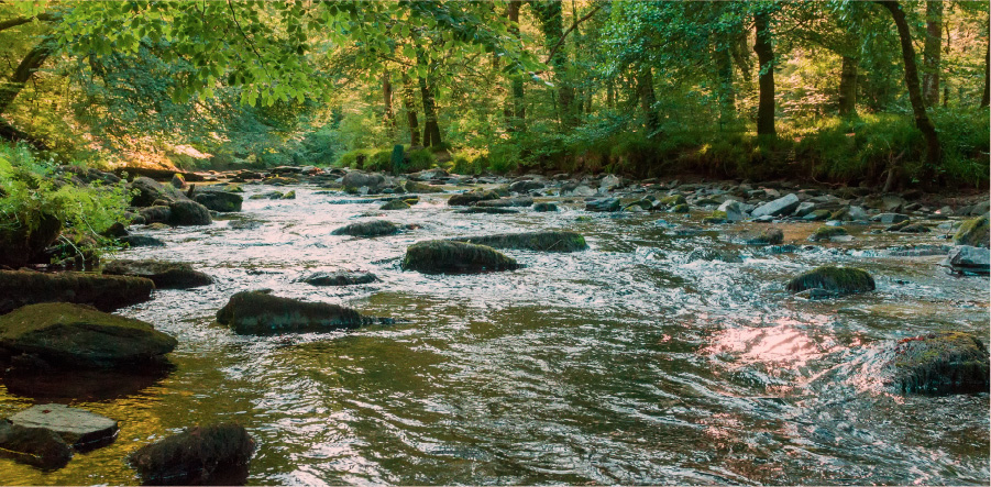 River flowing over rocks surrounded by trees