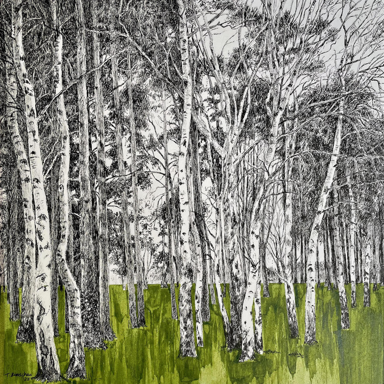 Birch Trees in January