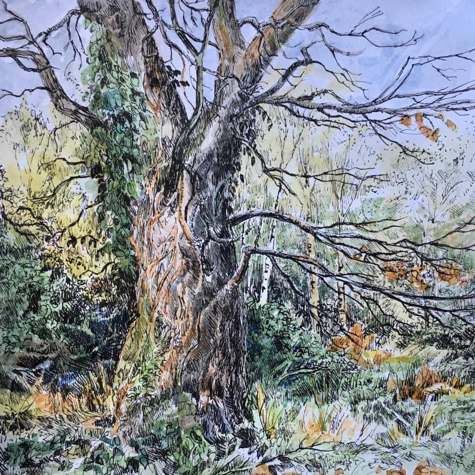 Winter Light on the Common