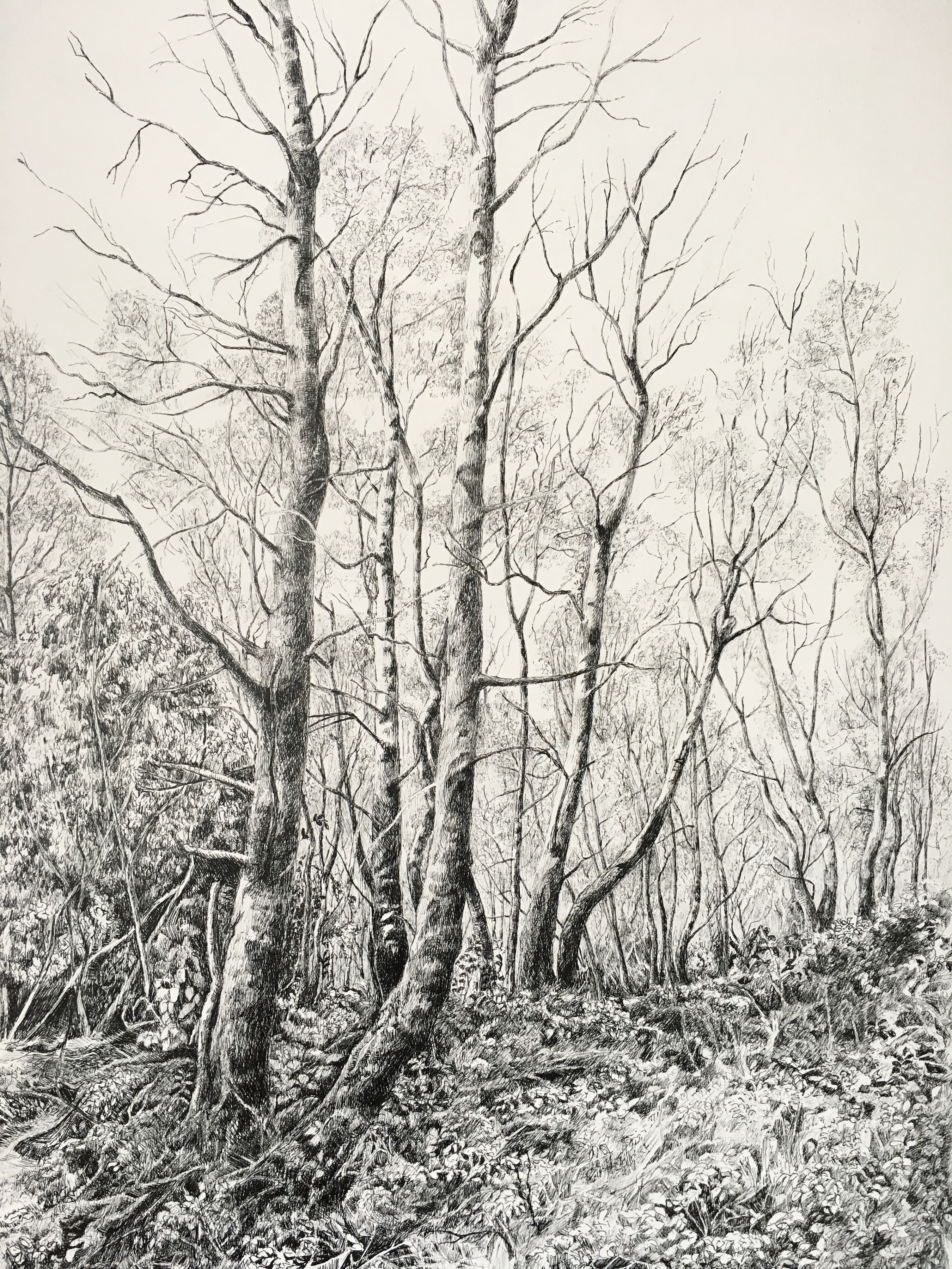 Spring comes to Surrey