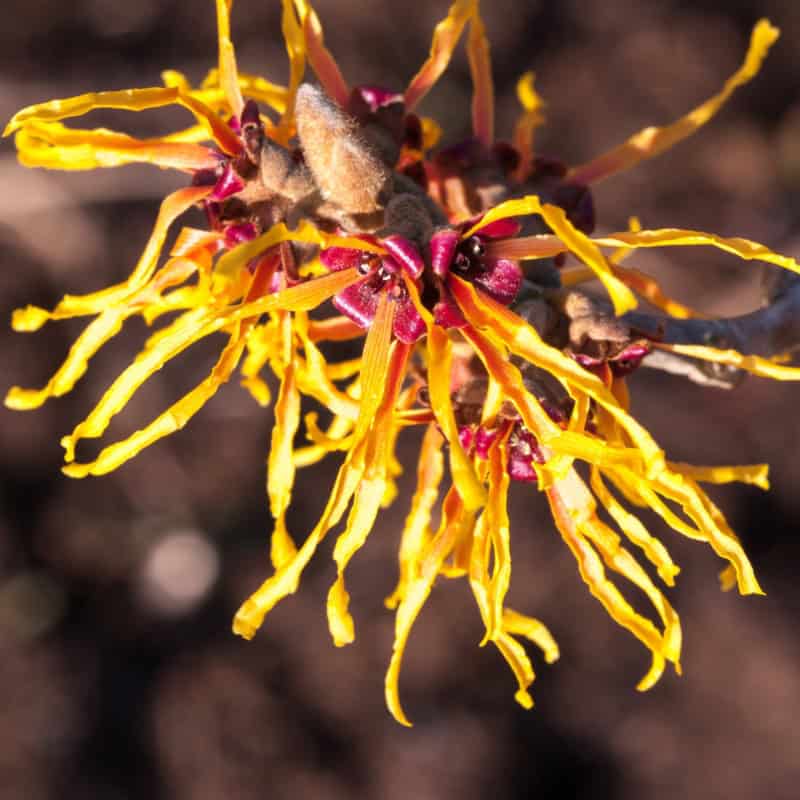 Witch Hazel Plant