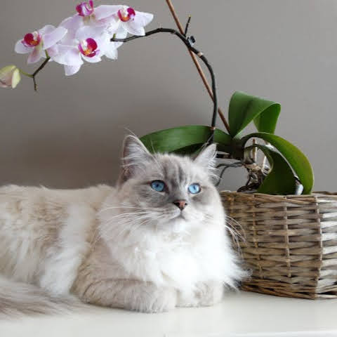 Ragdoll cat