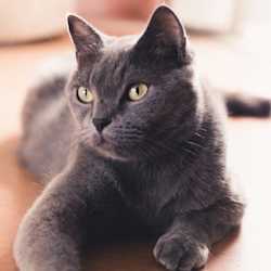 Grey cat