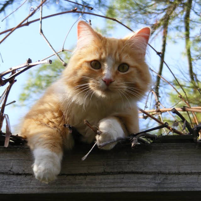 Ginger cat on a fence