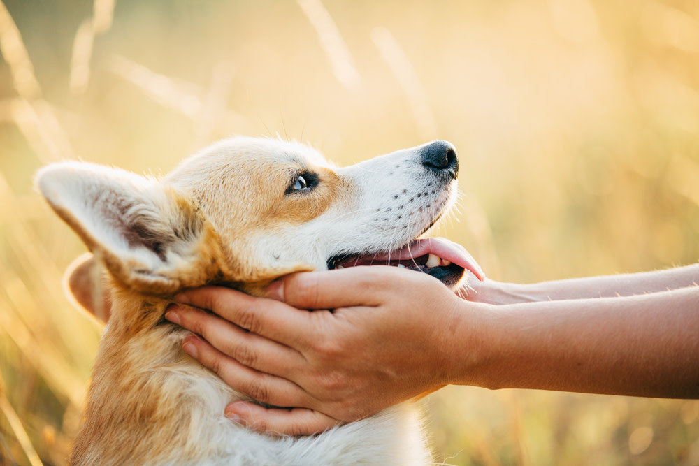 Potential Side Effects of CBD Oil in Dogs and Solutions 4 what you need to know about cbd side effects in dogs