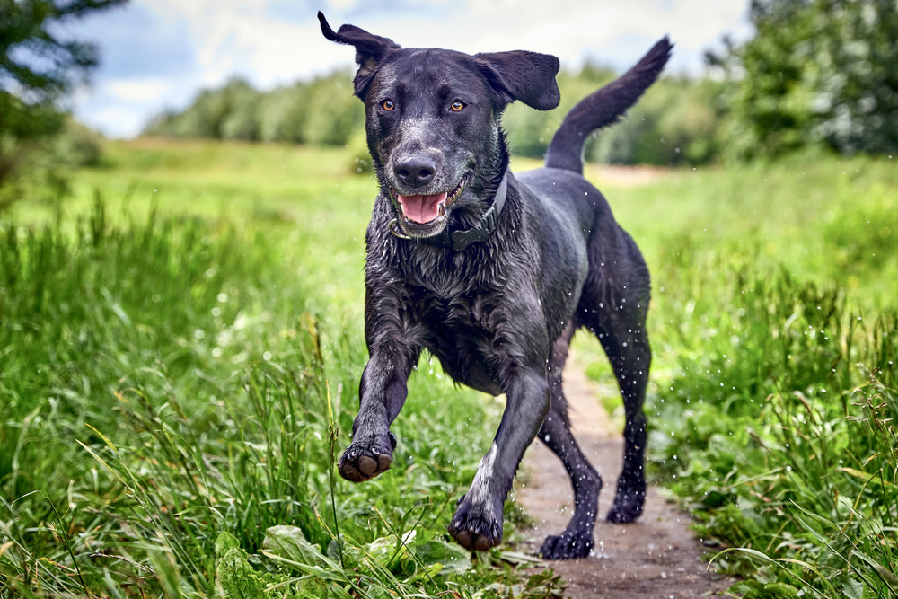 The Amazing CBD Benefits for Dogs 3 CBD oil for dog mobility