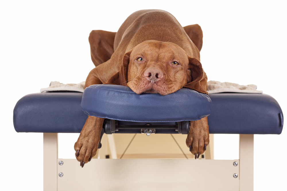 Acupuncture for Dogs: The Incredible Health Benefits 6 veterinary acupuncture
