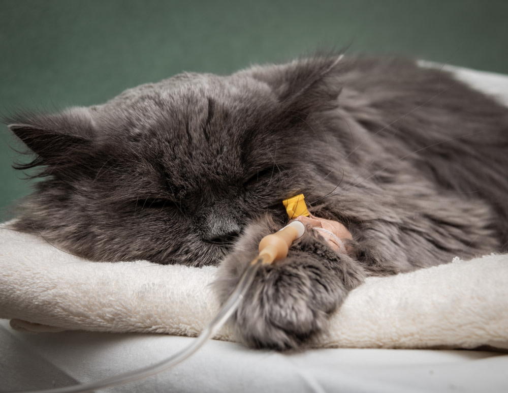 CBD Oil For Cats With Cancer: A Holistic Option 2 Most Common Cancer in Cats