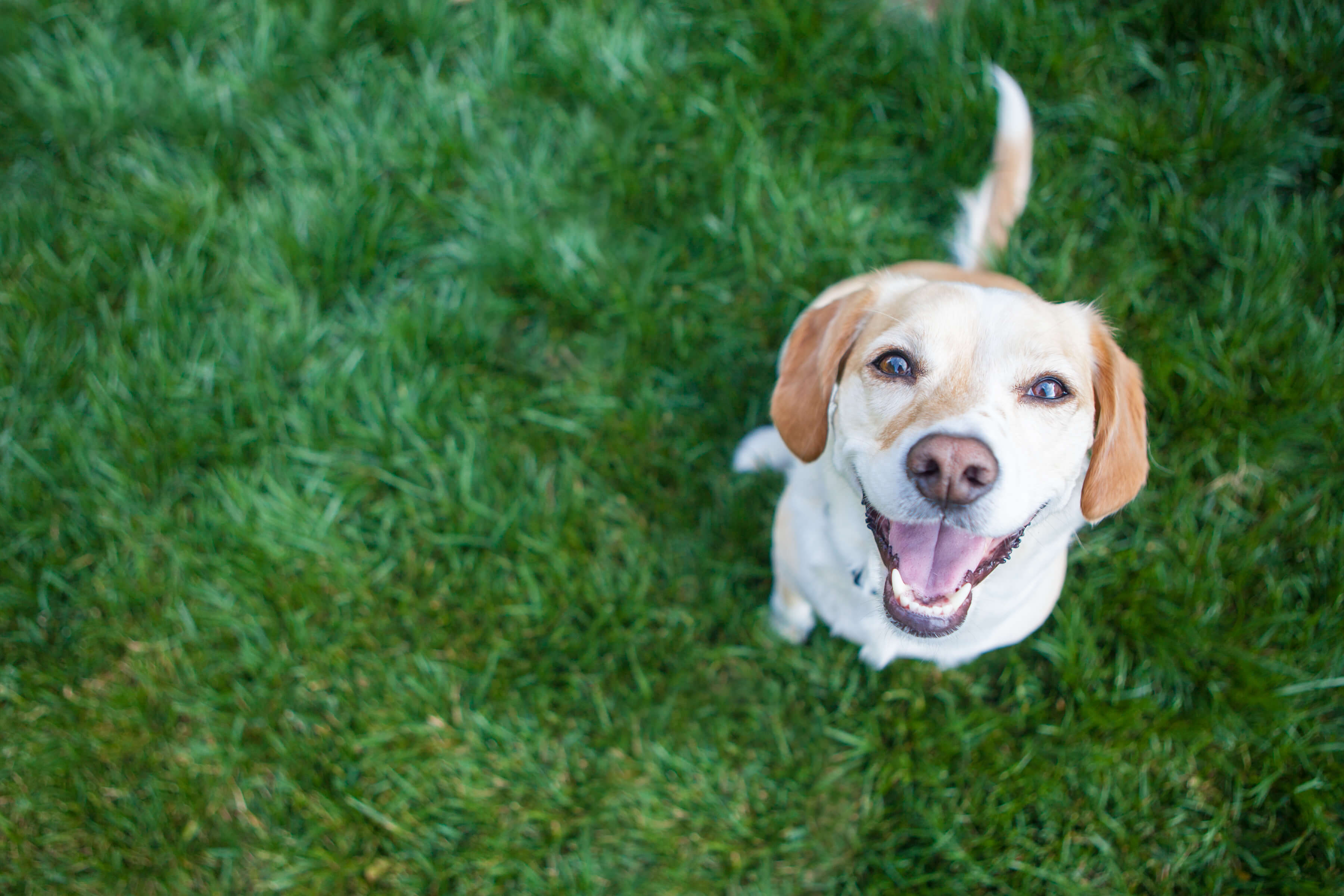 Ashwagandha for Dogs: A Nature-Based Solution for Stress 4 Ashwagandha for Dogs: a powerful herb that can promote relaxation in dogs.