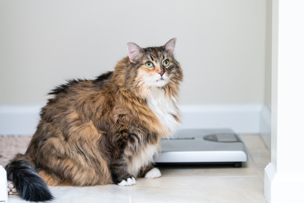 Obese Cat: How To Keep Your Furry Feline Healthy 3 is my cat obese