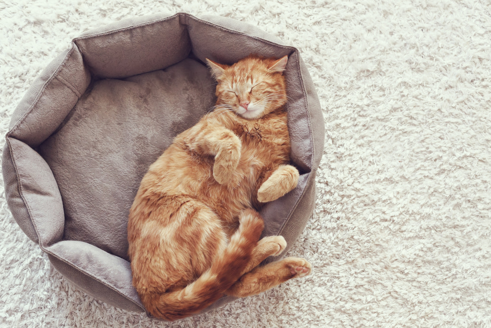 Caring for a Senior Cat: Signs of Old Age 3 signs of senior cats