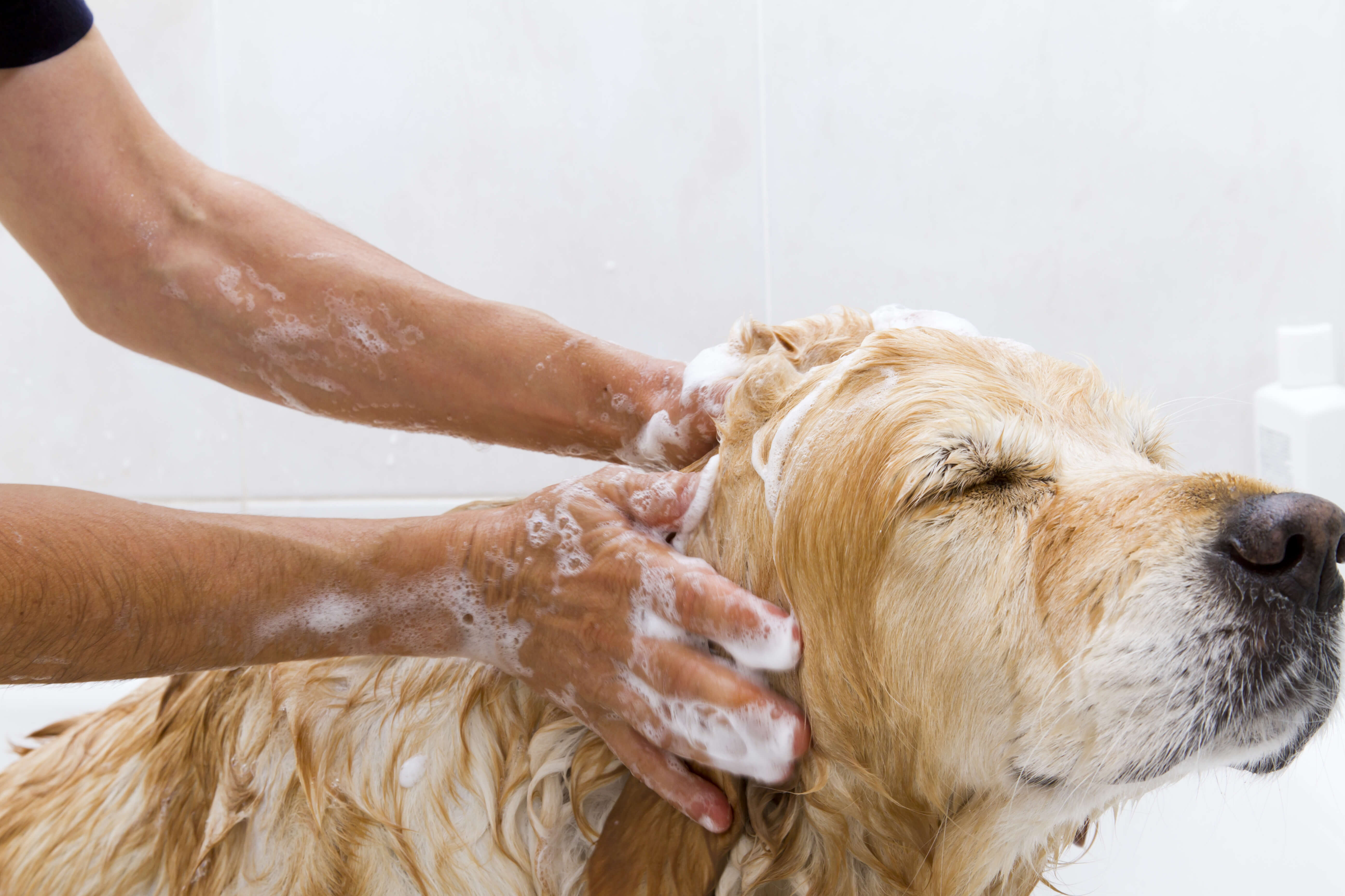 Dog Dandruff: A Definitive Guide 3 dog being bathed