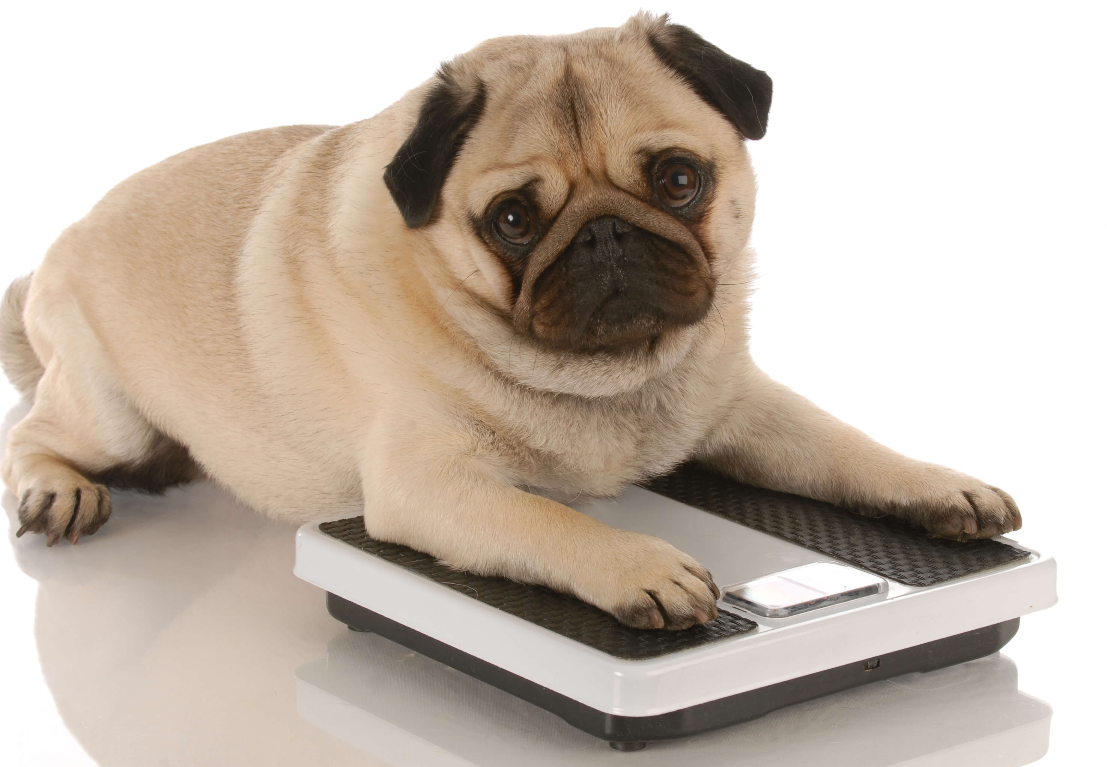 Hip Dysplasia in Dogs: Everything You Need to Know 4 pug on scale