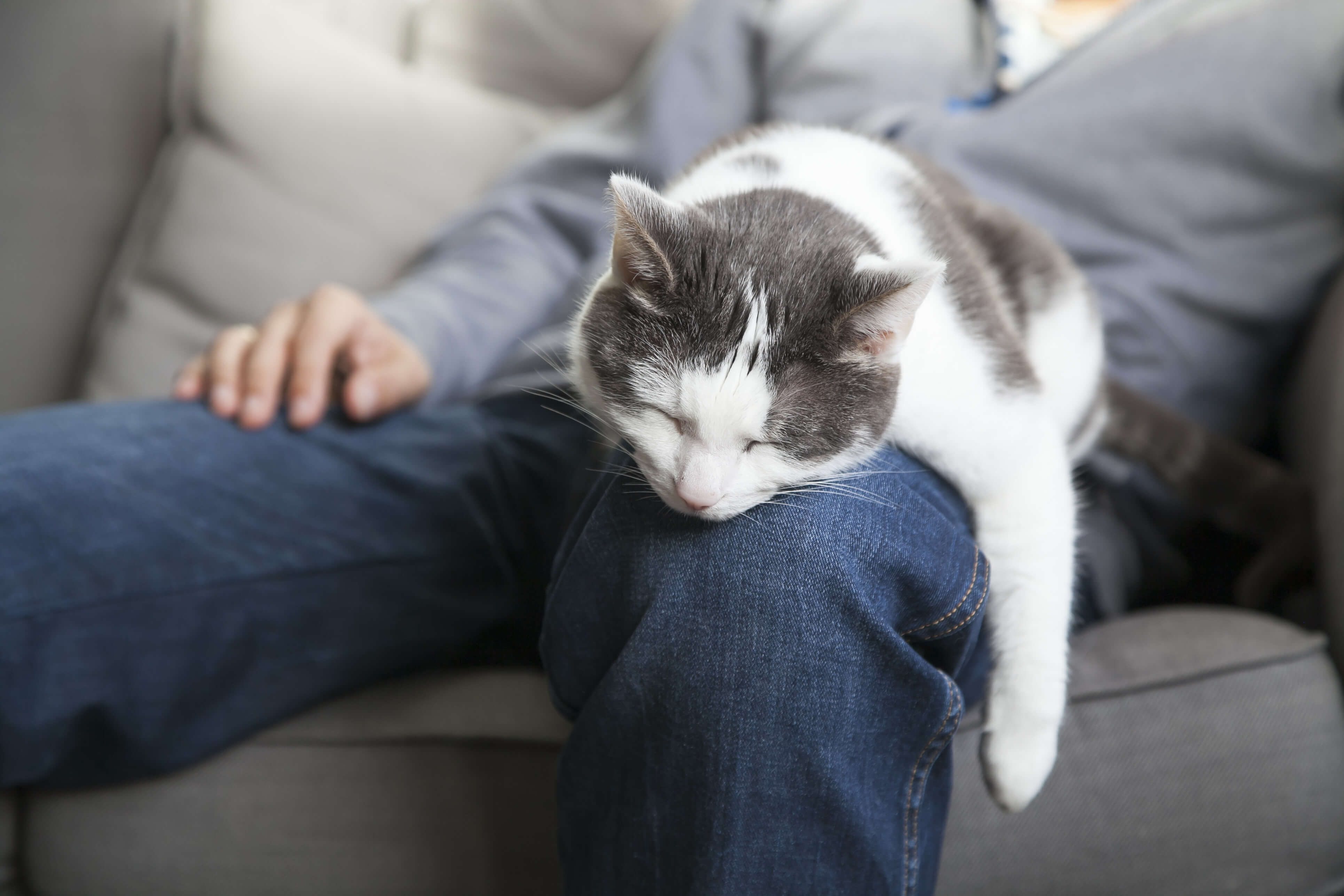 Cat Seizure: A Step-By-Step Guide 5 cat on lap