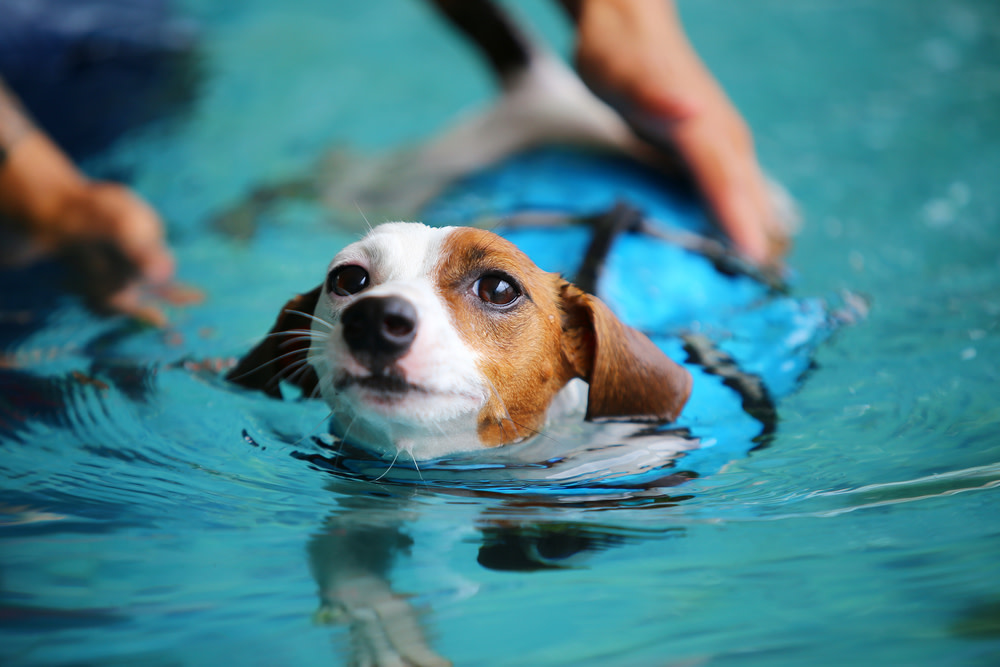 Hydrotherapy for Dogs 5 Hydrotherapy for dog wellness