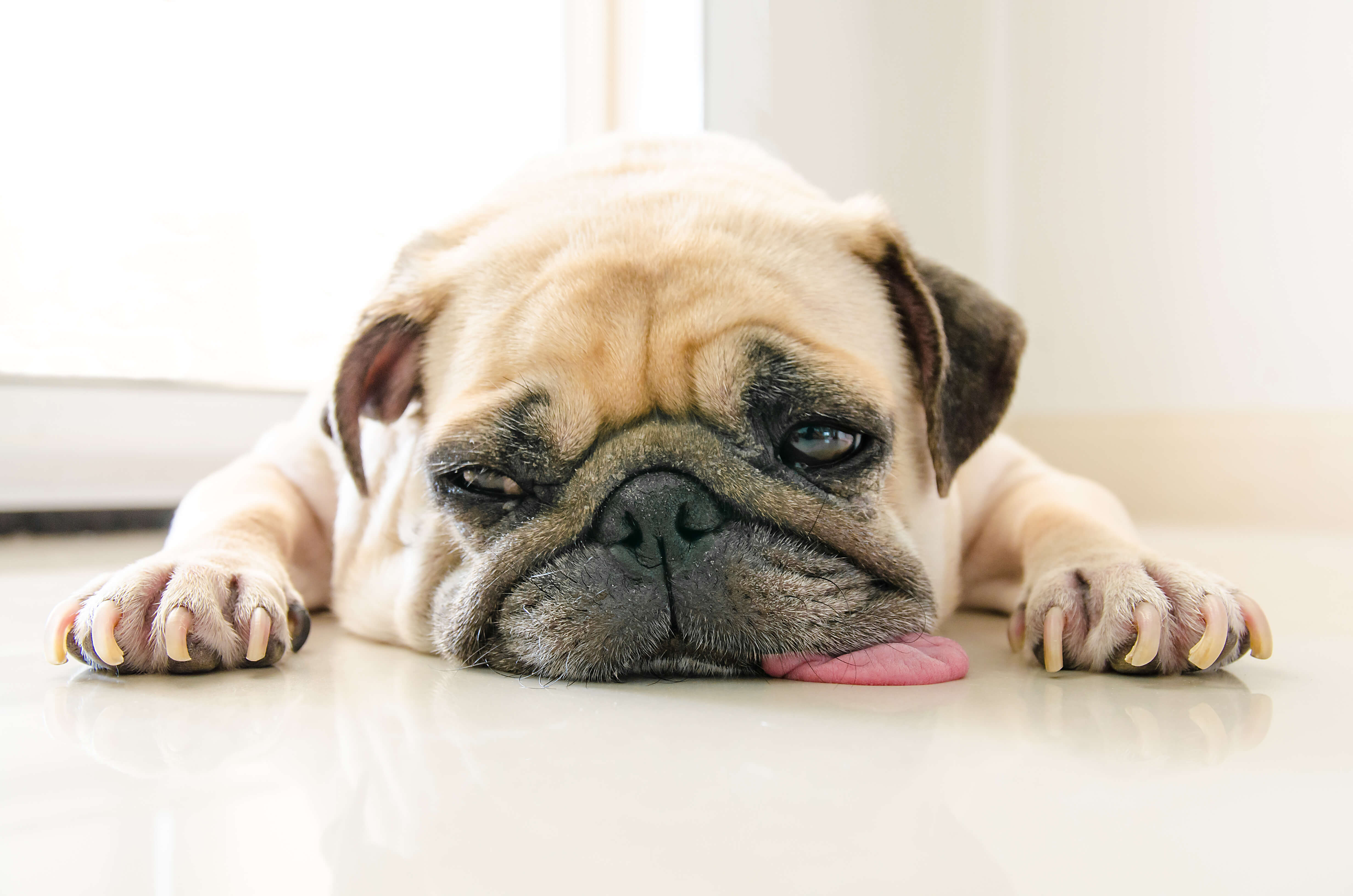 Obese Dog: The Right Steps To Take 3 dog in pain