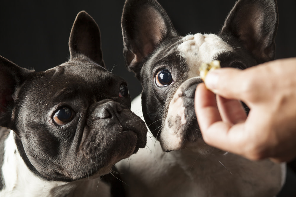 Turkey Tail Mushroom Vs. CBD Mobility Chews: Natural Joint Support for Dogs 1 Turkey Tail Mushroom Vs. CBD Mobility Chews