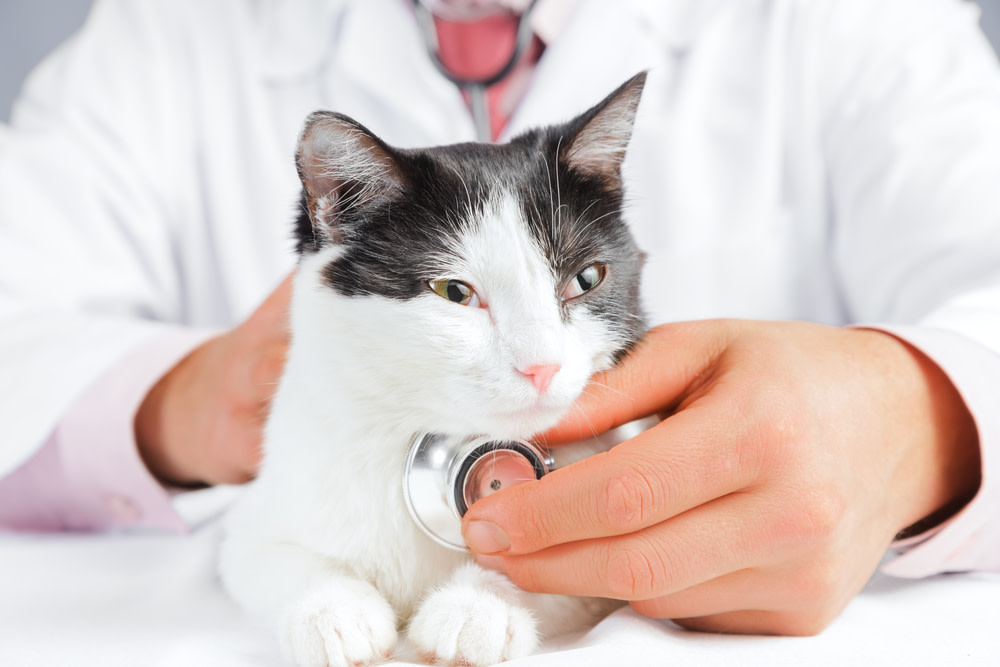 Probiotics For Cats With Pancreatitis: A Guide 3 When to Talk to Your Vet about Feline Pancreatitis