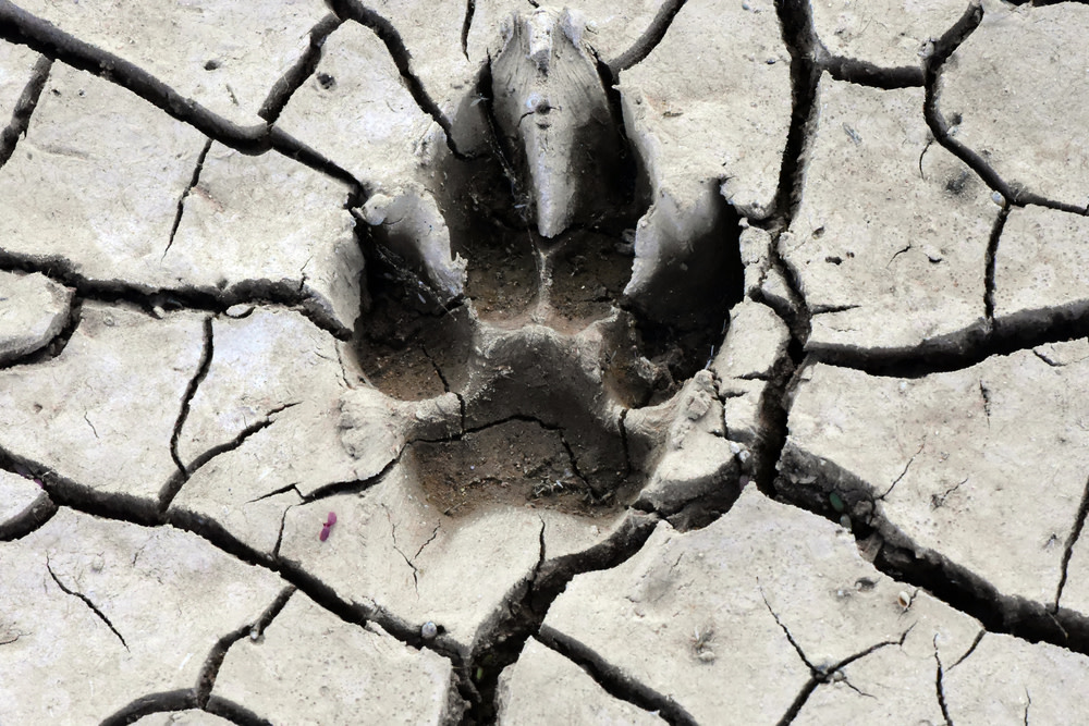 Cracked Dog Paws: Troubleshooting Frostbite, Burns, and Allergies 2 Dog Paw Cracks