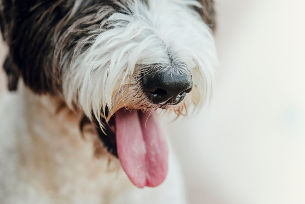 CBD Calming Dog Treats: Uses, Benefits, and More 3 Signs of Nervousness in Dogs