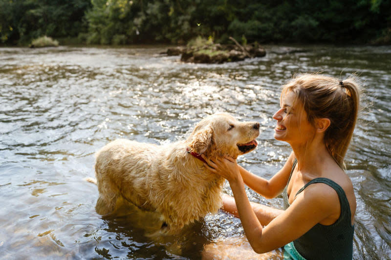 How to Cool Down a Dog 10 Different Ways This Summer 1 An older golden retriever dog wades in the river water with his tongue out while their owner smiles and pets them