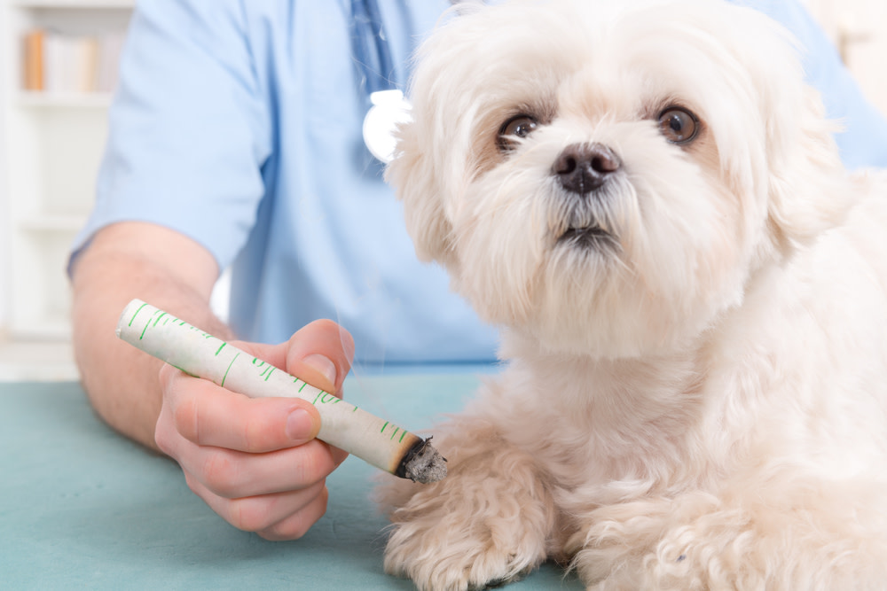 Acupuncture for Dogs: The Incredible Health Benefits 5 acupuncture for dog