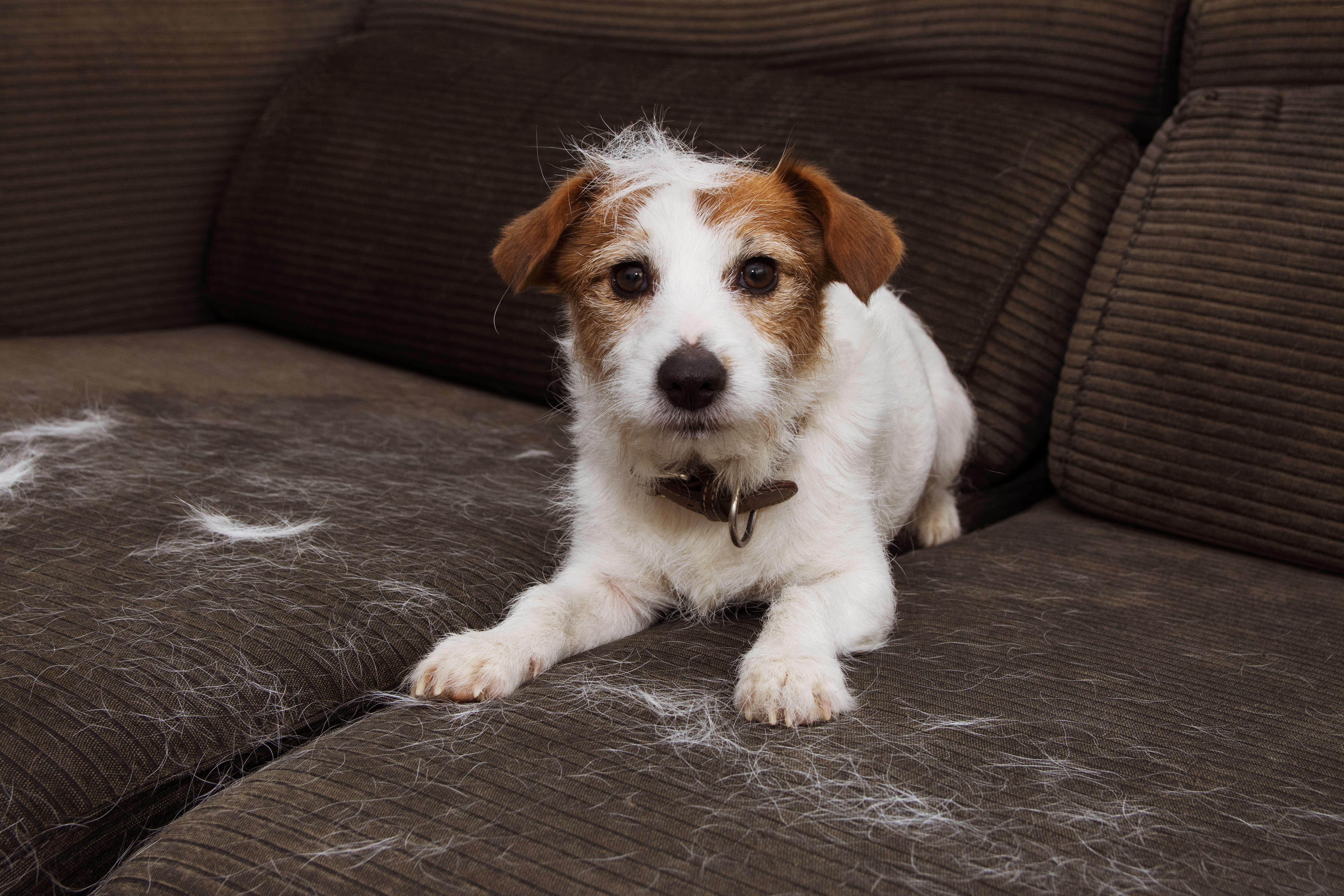 Dog Shedding: How To Stop The Fur Frenzy 1 dog shedding on couch