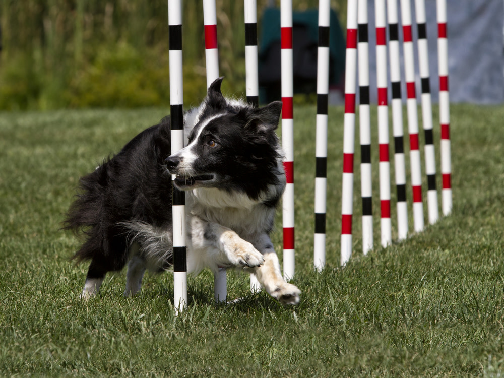 6 Steps To Get Started With Dog Agility Training 5 Dog Agility Weave Poles