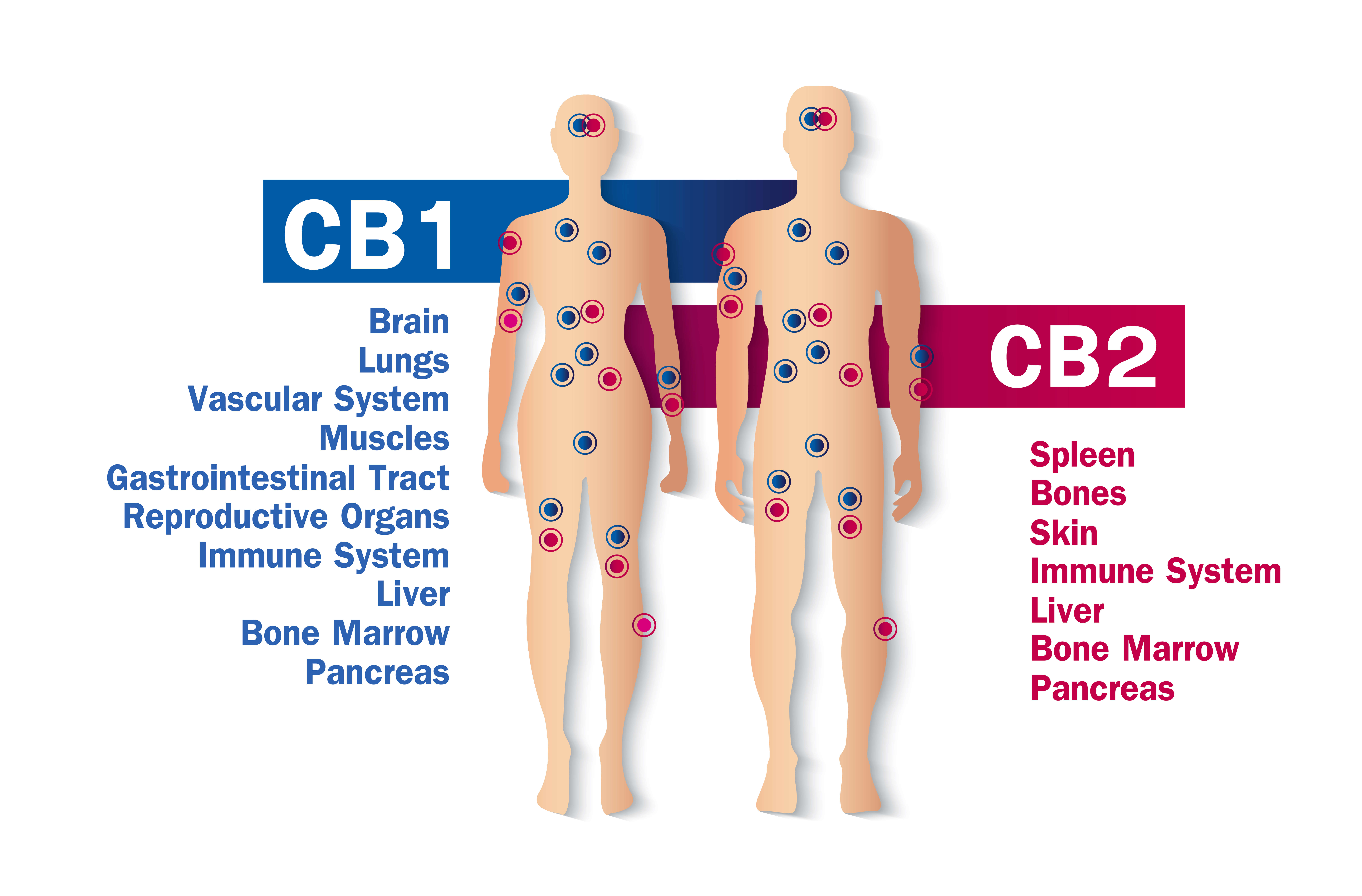 Phytocannabinoids: A Simple Explanation 2 A picture of the endocannabinoid system and CBD effects, highlighting where the CB1 and CB2 receptors are located.