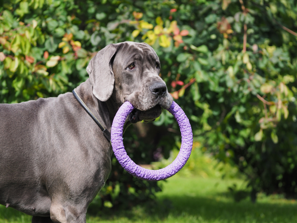 The Top 10 Best Joint Supplements for Dogs 4 joint supplements for dog health