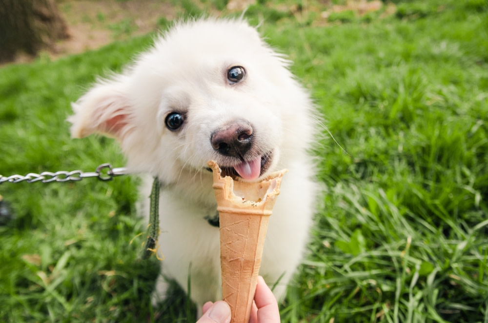 Why Does My Dog Fart So Much? 2 food intolerance can cause dog farts
