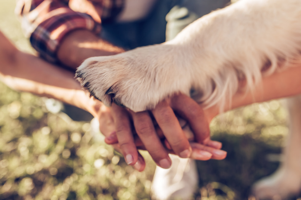 How To Keep Your Dog Sharp With Mental Stimulation 5 Mental Stimulation for Your Dog