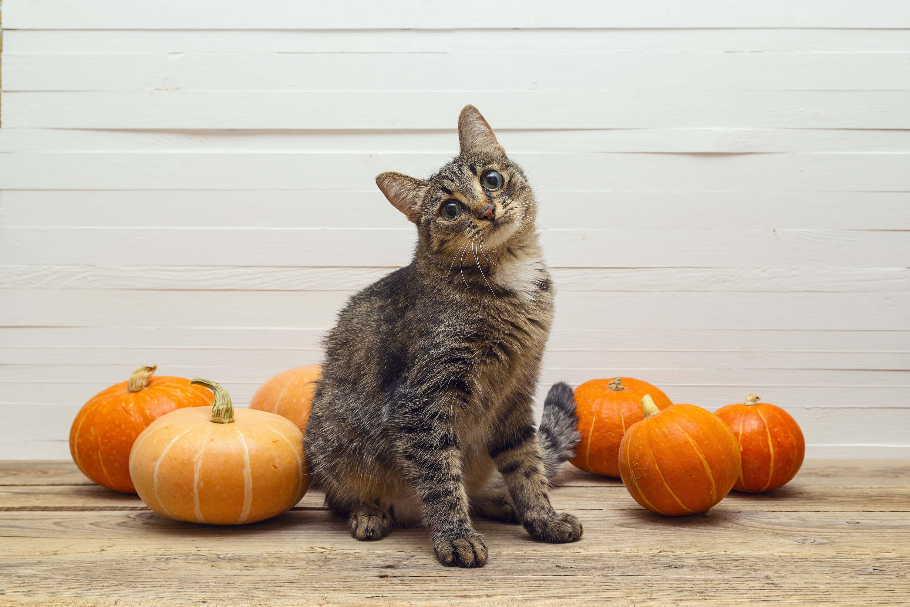 Can Cats Eat Peanut Butter? Here's What You Need to Know 5 cat with pumpkins