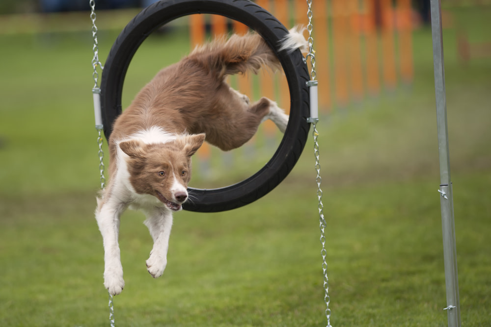 6 Steps To Get Started With Dog Agility Training 3 Agility Training for Dogs