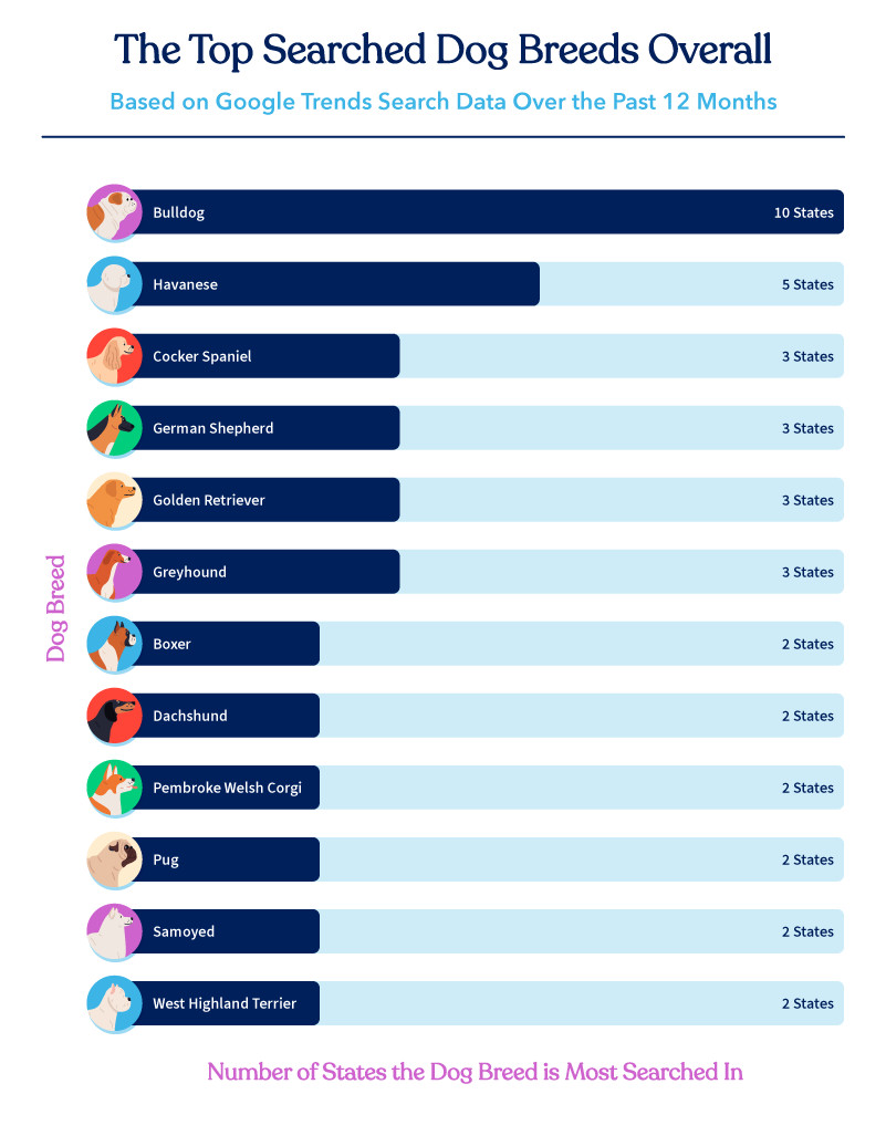 The Top Searched Dog Breed in Every State 3 bar chart of the most popular dog breeds overall