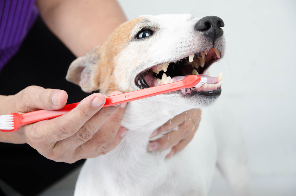 Homemade Dog Toothpaste: Tasty And Effective Recipes To Try At Home 4 brushing dog teeth