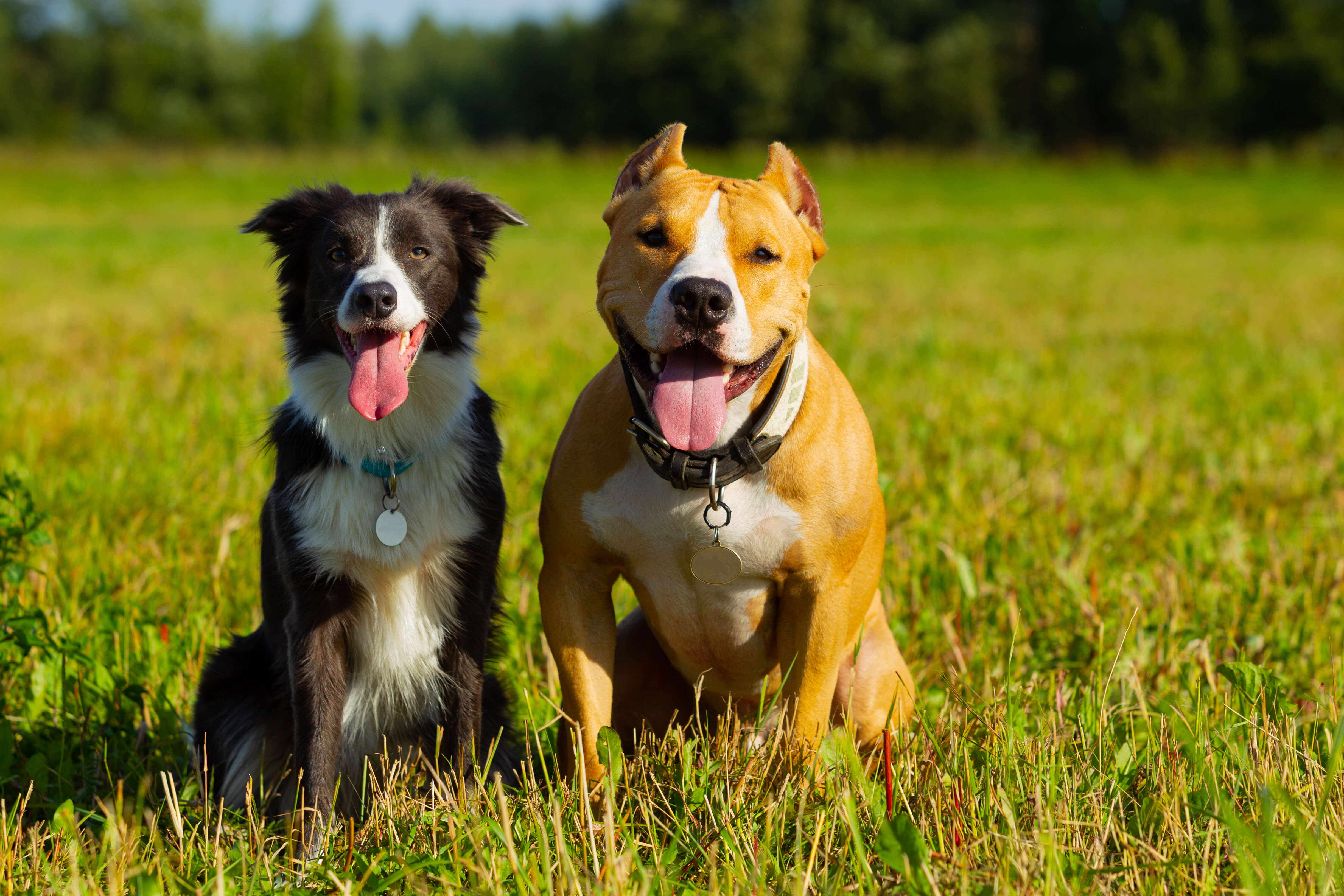 Honest Paws CBD Dosage and Potency Levels 4 A collie and pitbull in a field with their tongues out