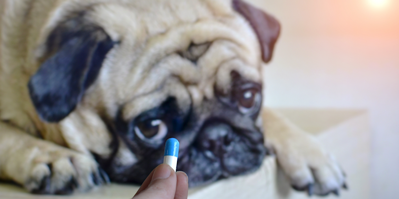 medicamentos que causan micción frecuente en perros