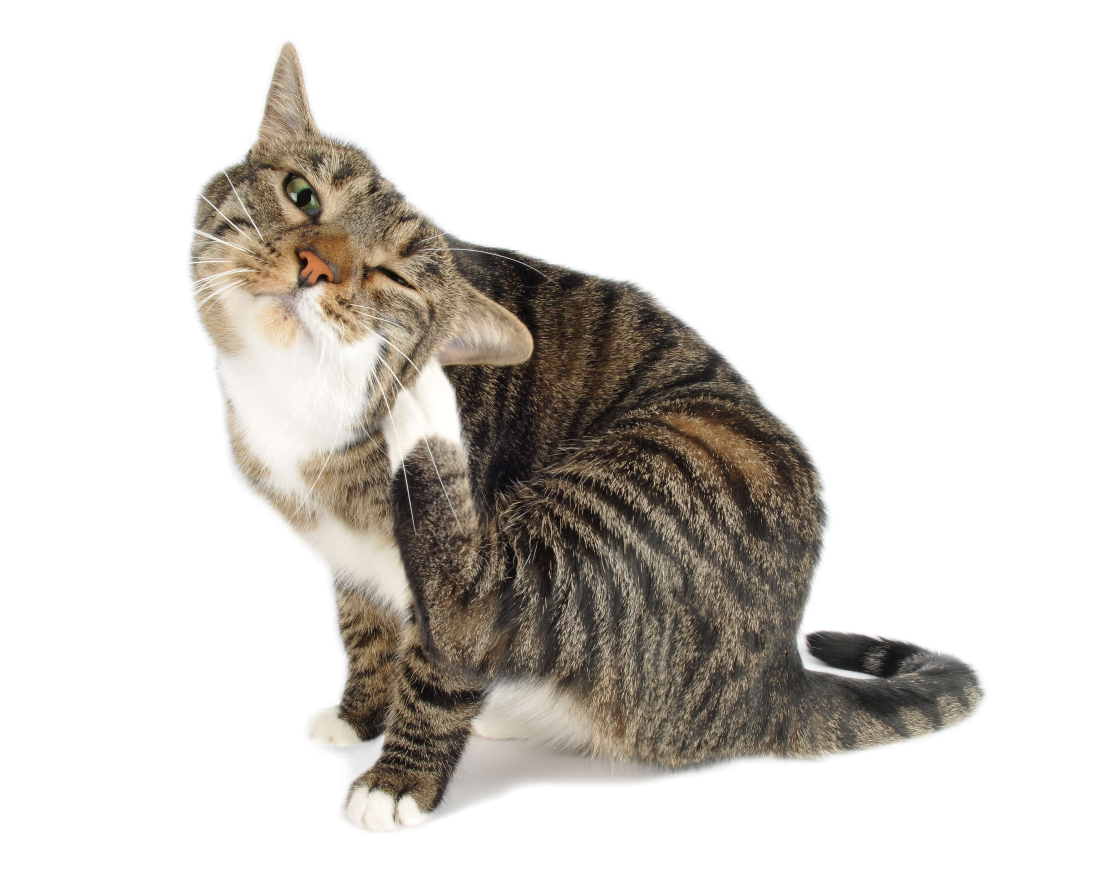 Cat Dandruff: Know The Signs and Symptoms 1 cat scratching itself