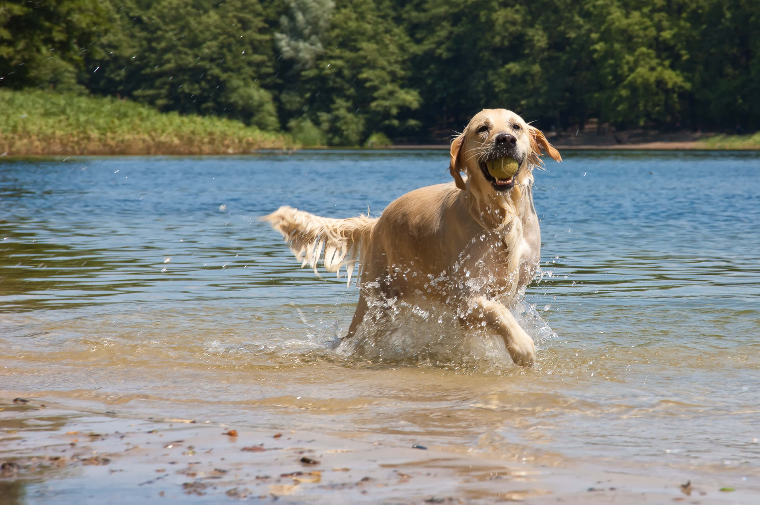 Obese Dog: The Right Steps To Take 5 happy healthy dog playing