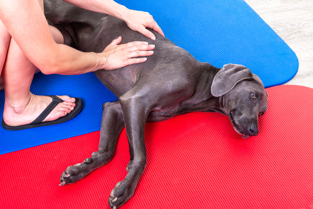 Dog Massage: 10 Amazing Benefits for Your Dog 1 dog massage benefits