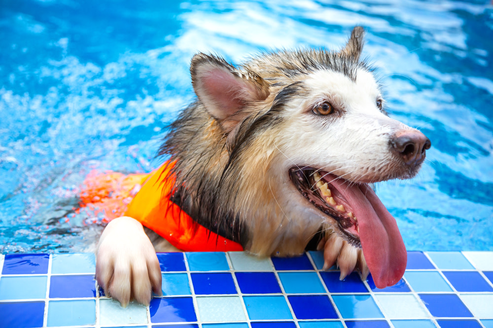 Hydrotherapy for Dogs 4 dog swimming in hydrotherapy pool