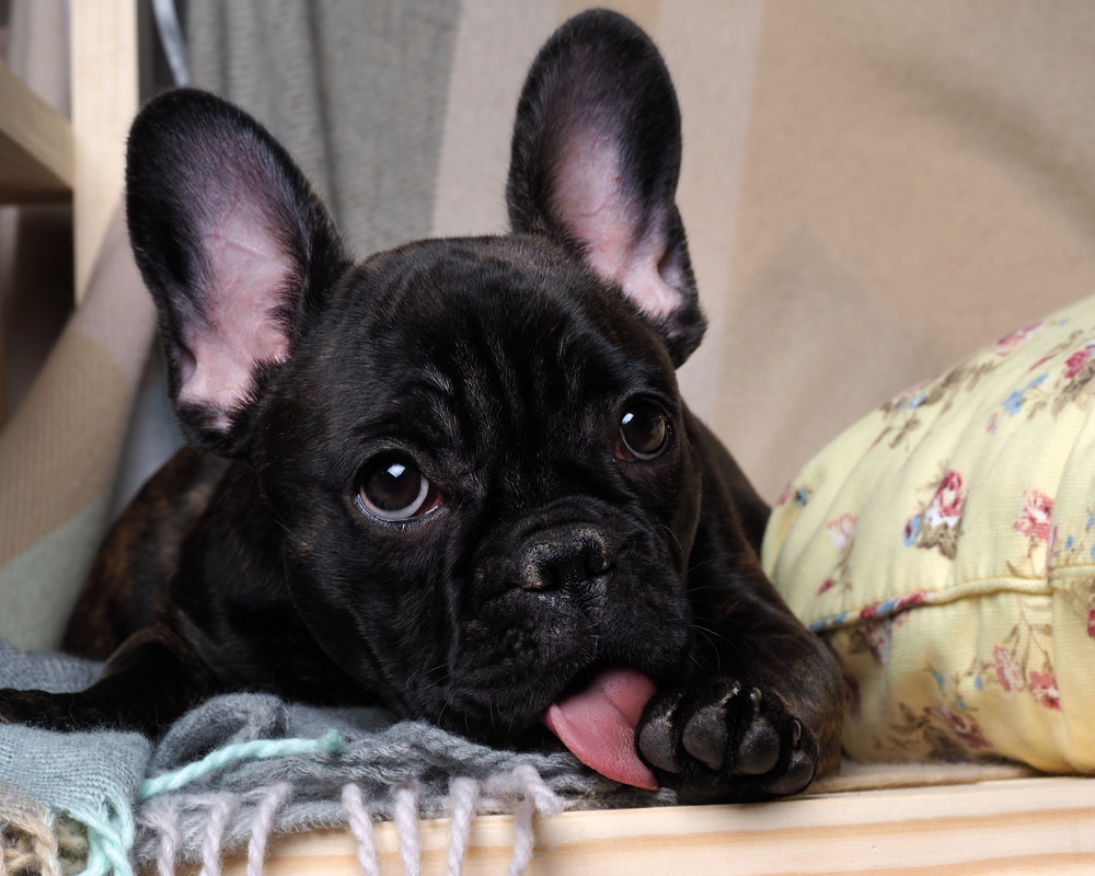 10 Best Home Remedies For Dog Licking Paws 1 dog paw licking
