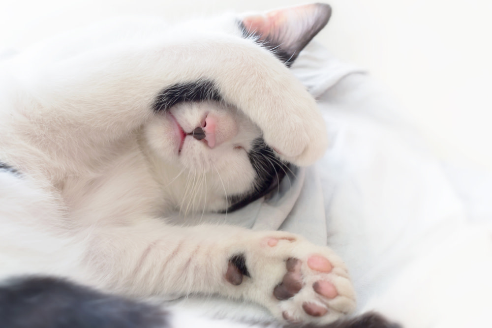 Cat Depression: Nine Signs Of Depression In Cats 2 depressed cat