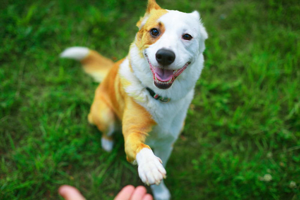 CBD Dog Food: The Future of CBD? 4 What to Look for in Quality CBD for Dogs