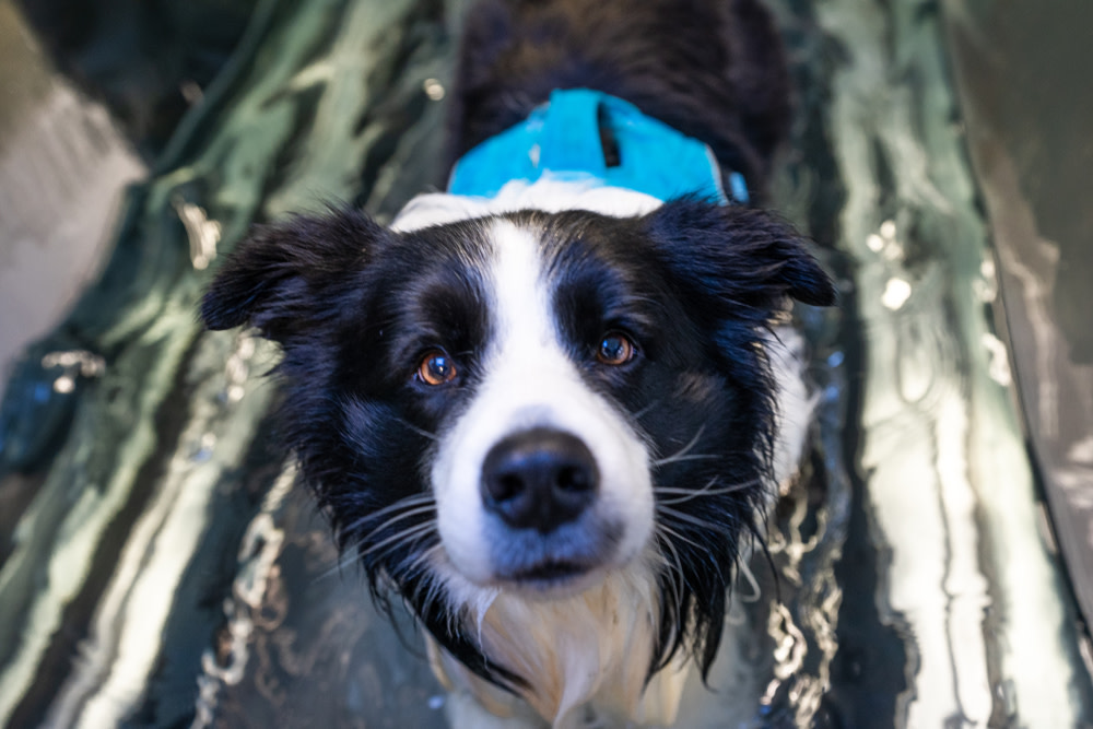 Hydrotherapy for Dogs 2 dog hydrotherapy treadmill