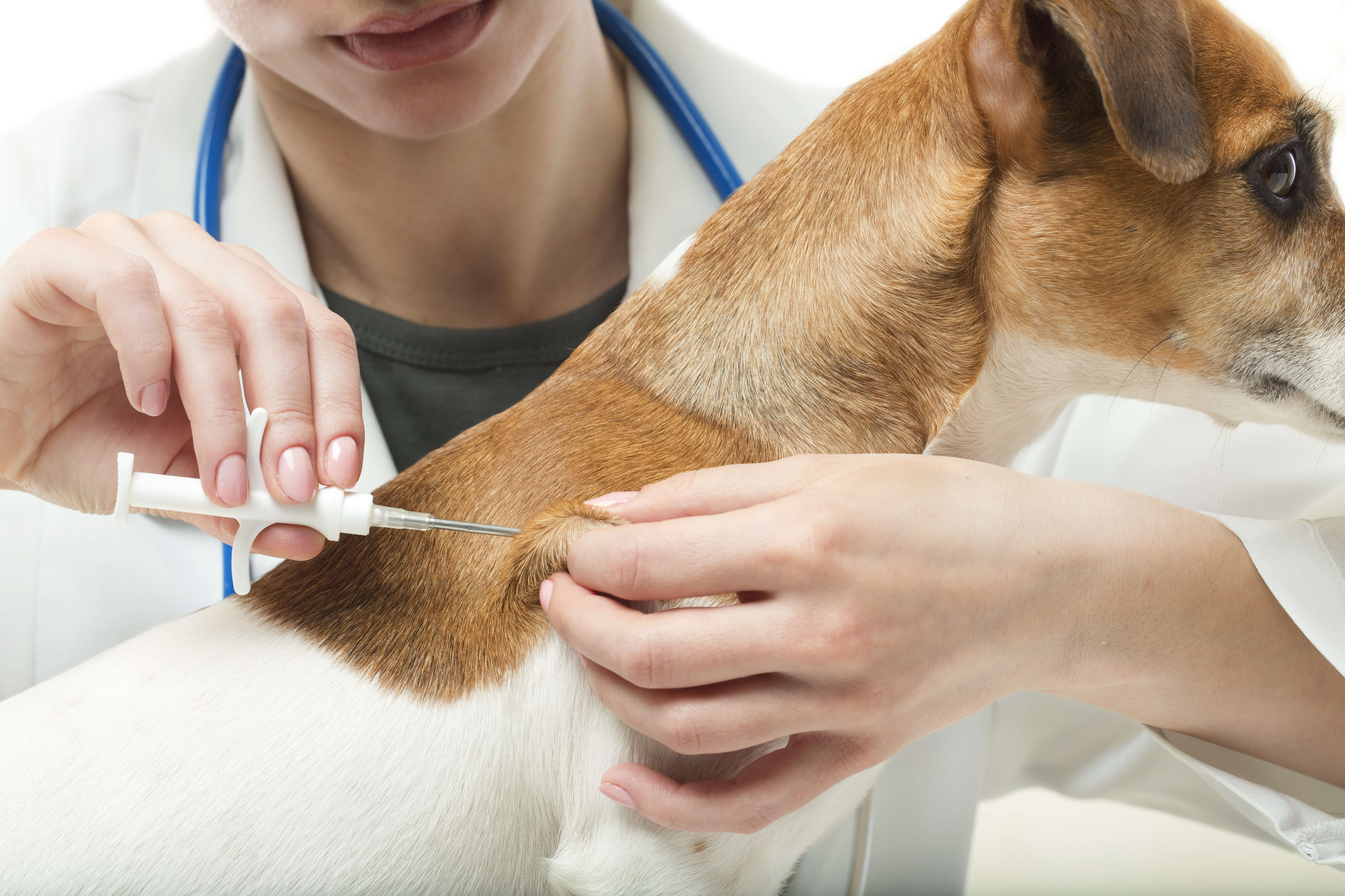 Dogs and Fireworks: A Recipe for Disaster 2 dog getting a microchip